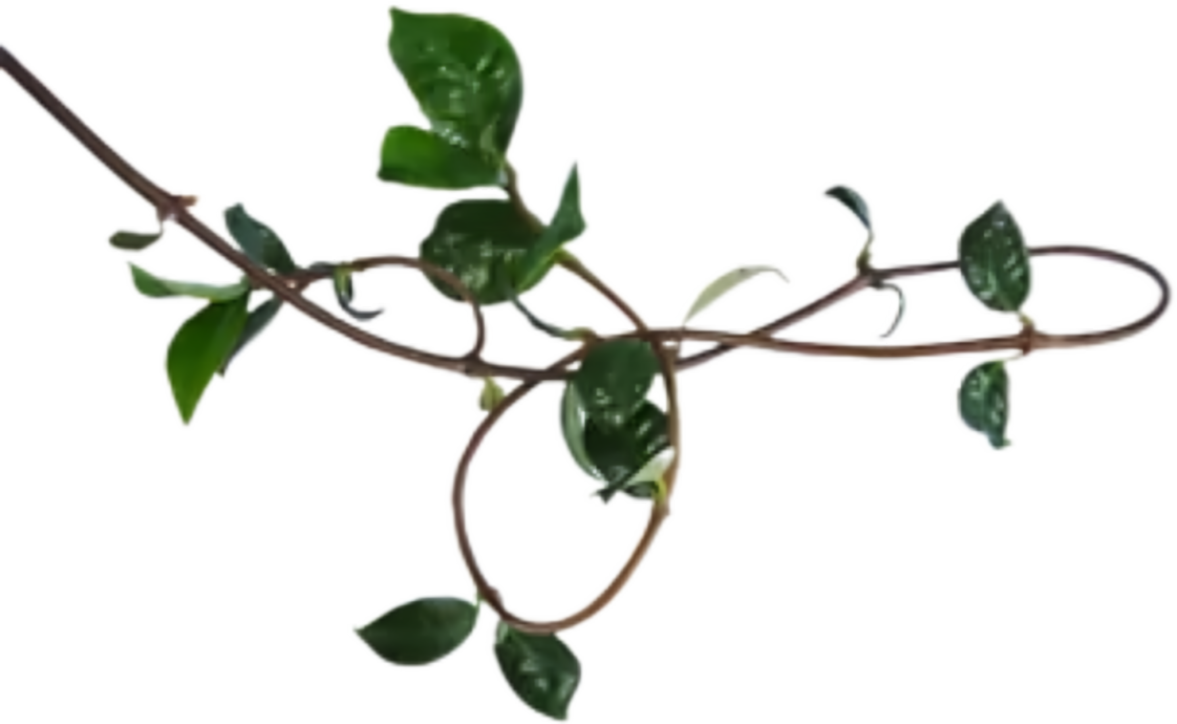 青藤处理与编织过程