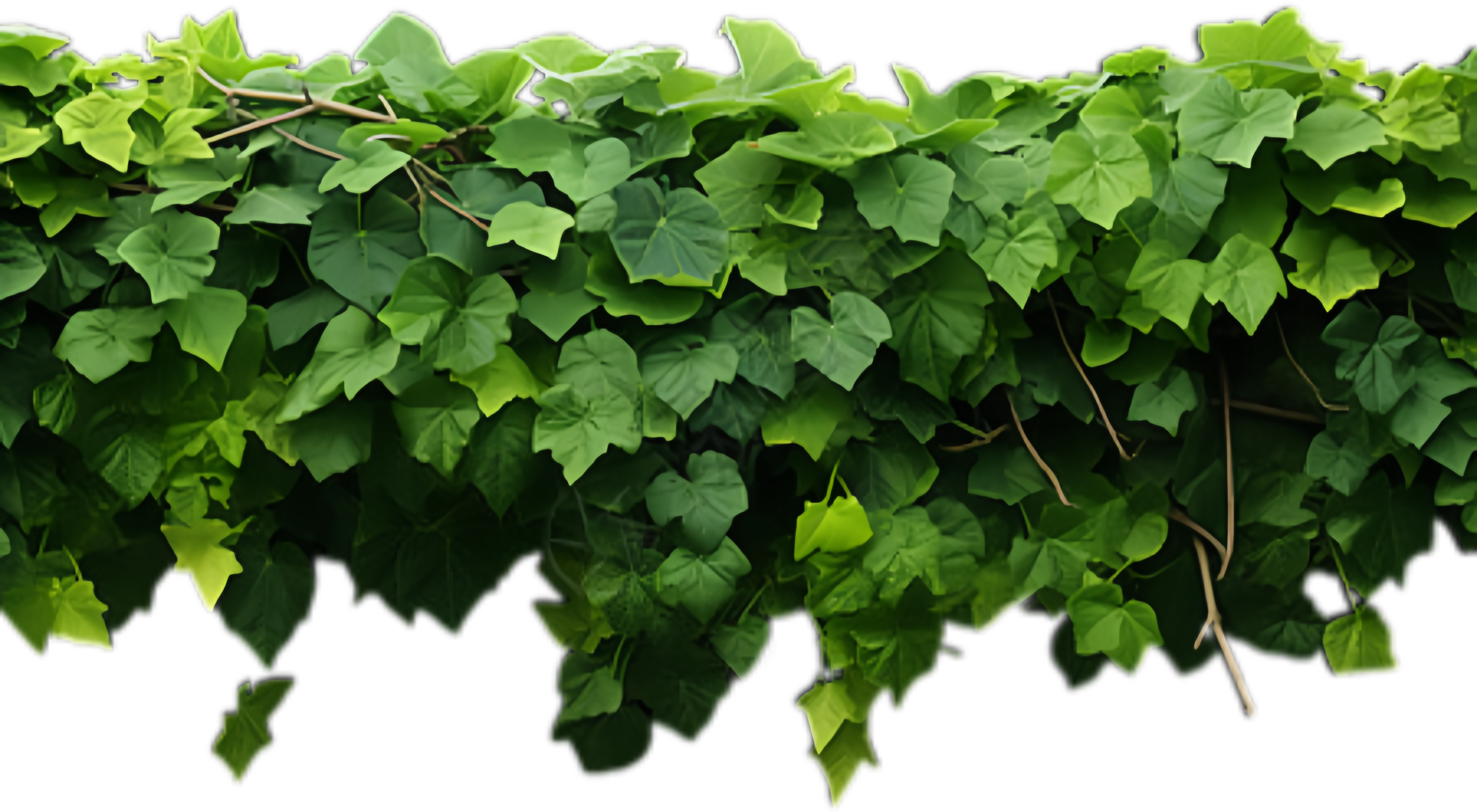 大娄山小青藤原料